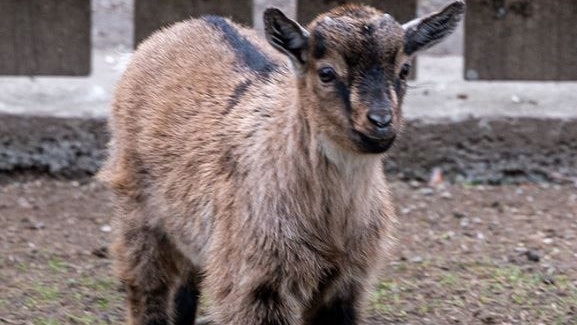 Bei den Zwergziegen im Hammerpark St. Pölten gibt es süßen Nachwuchs.
