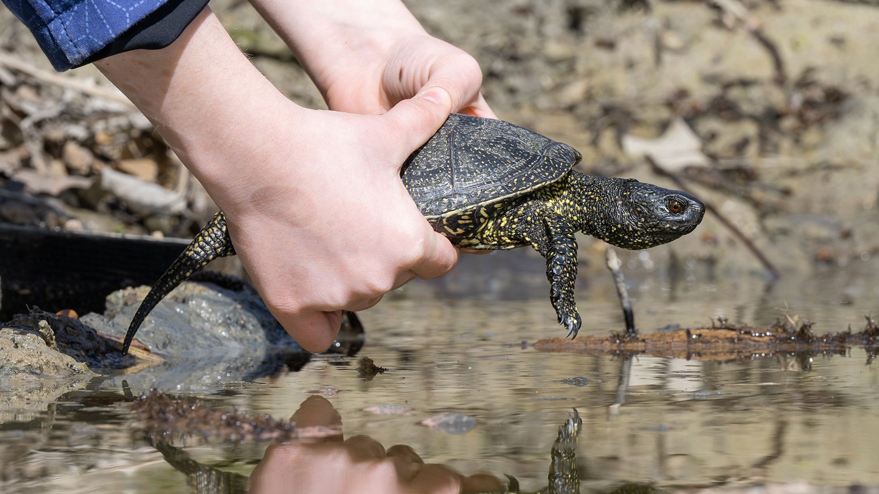 Heute.at - Jahrelanger Wirbel – Behörden-Krimi um Schildkröte