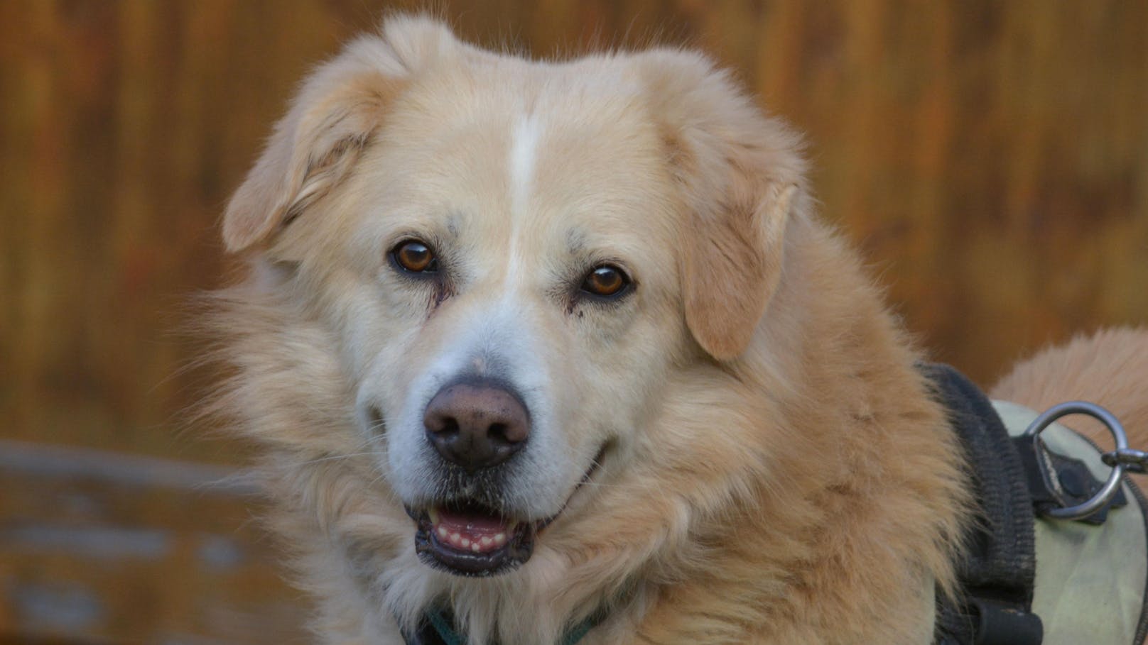 Hund in Klinik ausgesetzt – Besitzer lief davon