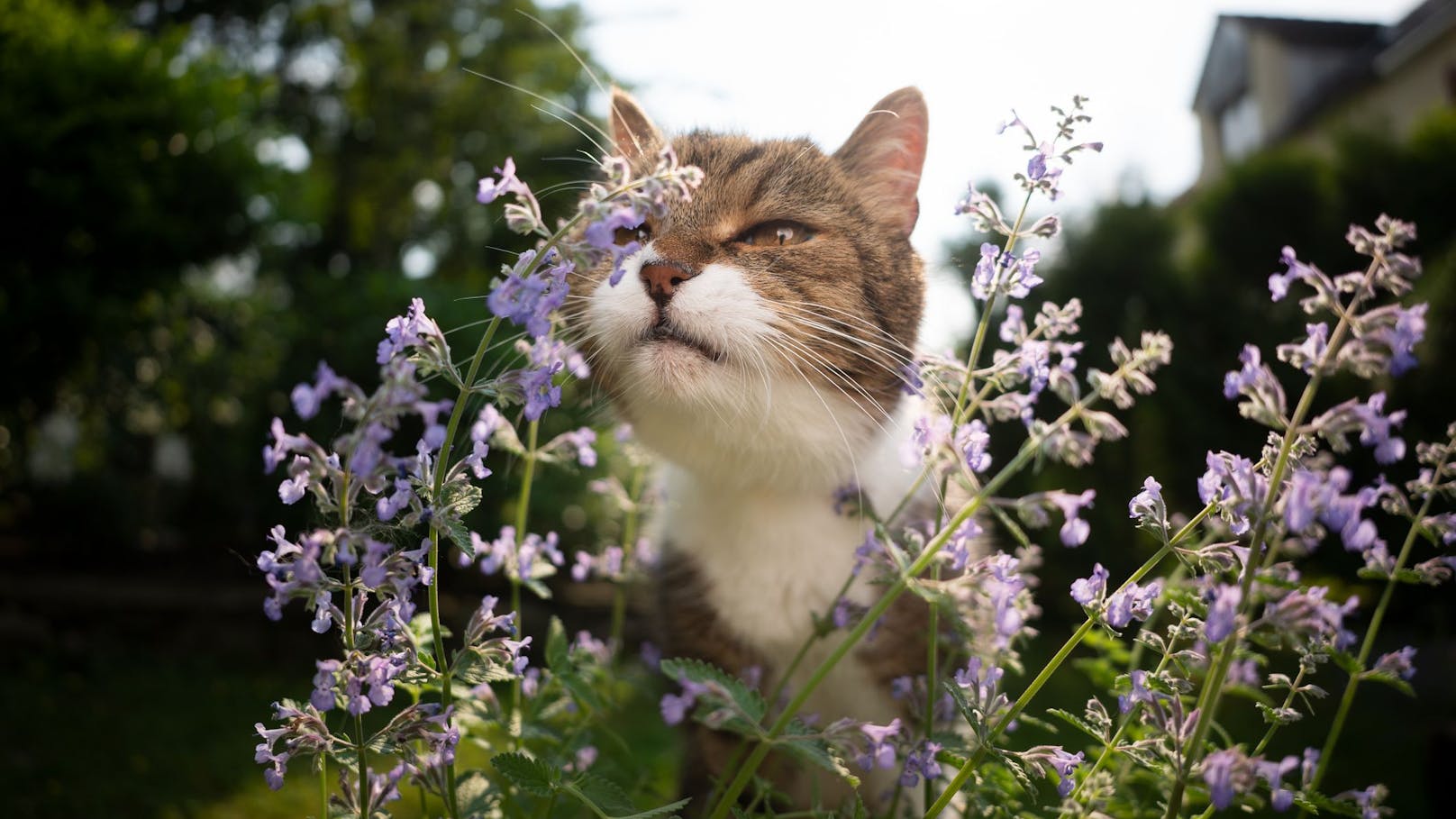 Unsereins findet den Duft der Katzenminze jetzt gar nicht so berauschend, aber die winzigen Blüten sind ein Hingucker - ein großes Plus für den Garten.