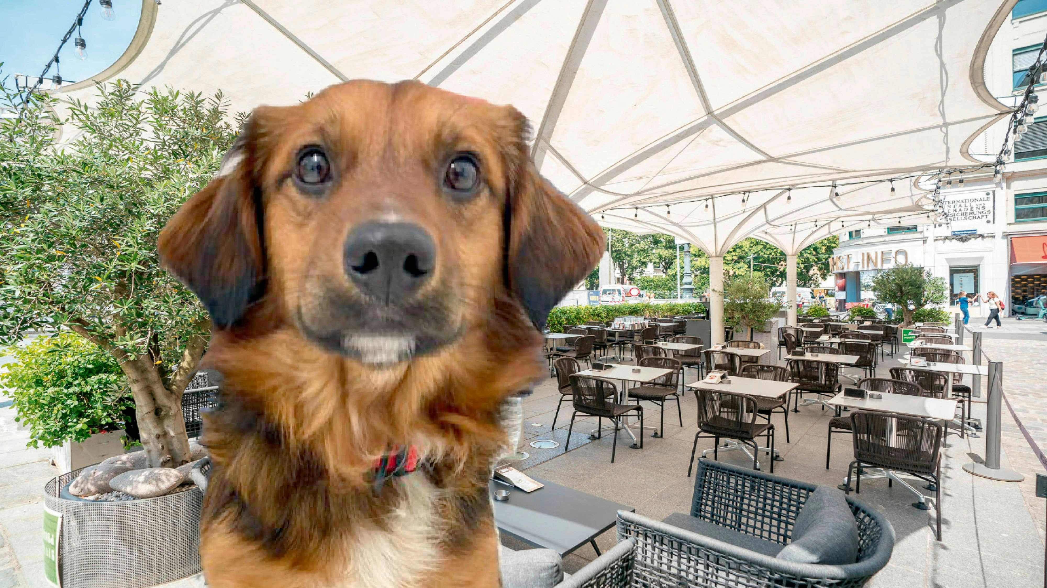 Hund "Mozart" ist im Gastgarten des Café Mozart zugelaufen. Die Querfelds suchen nun den Besitzer.