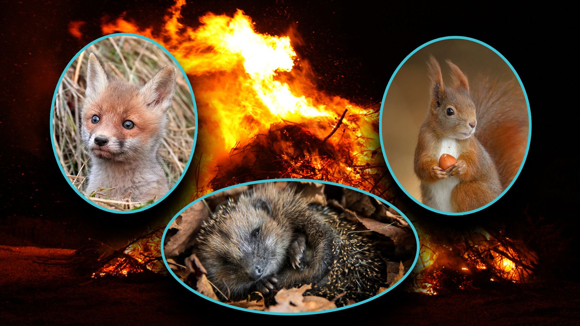 Jedes Jahr aufs Neue verbrennen Wildtierkinder im Osterfeuer.