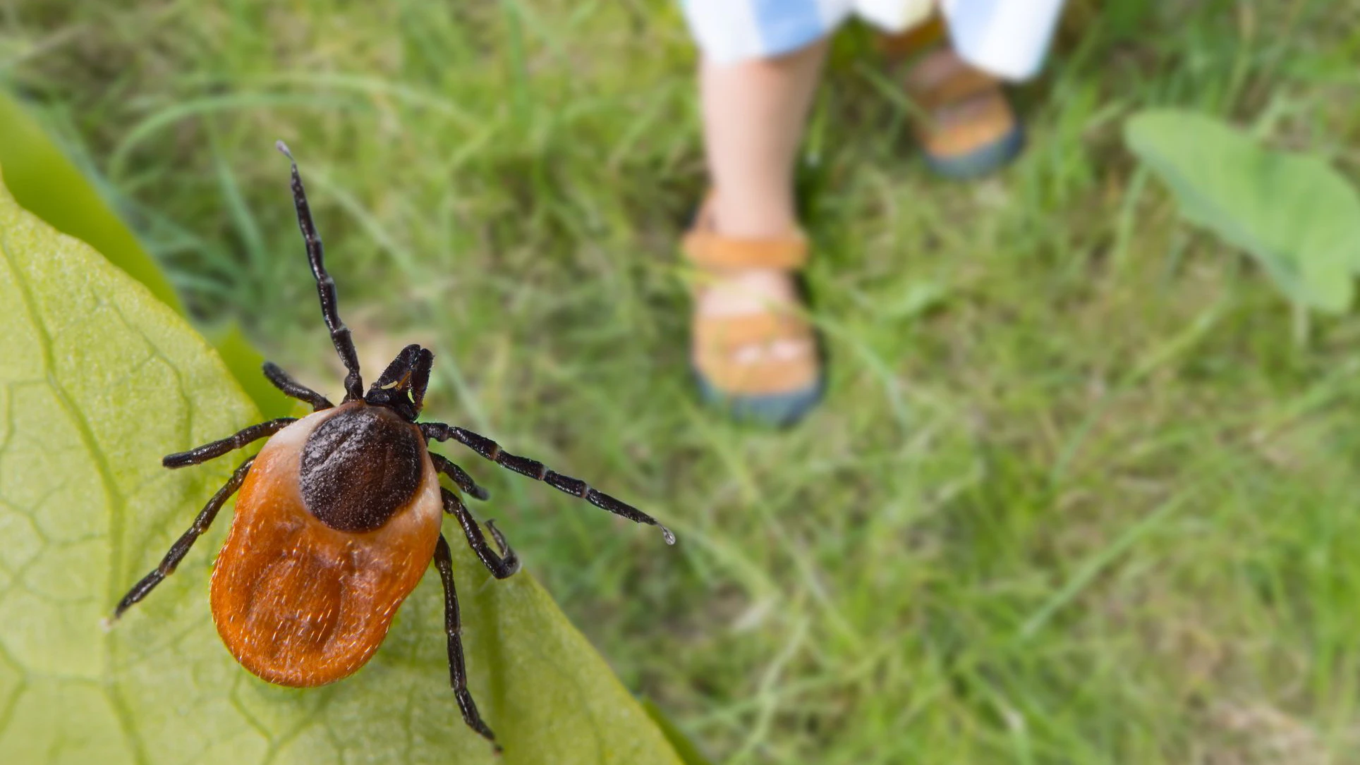 Mit dem wunderbaren Frühling erwachen nicht nur erfreuliche Tiere. 