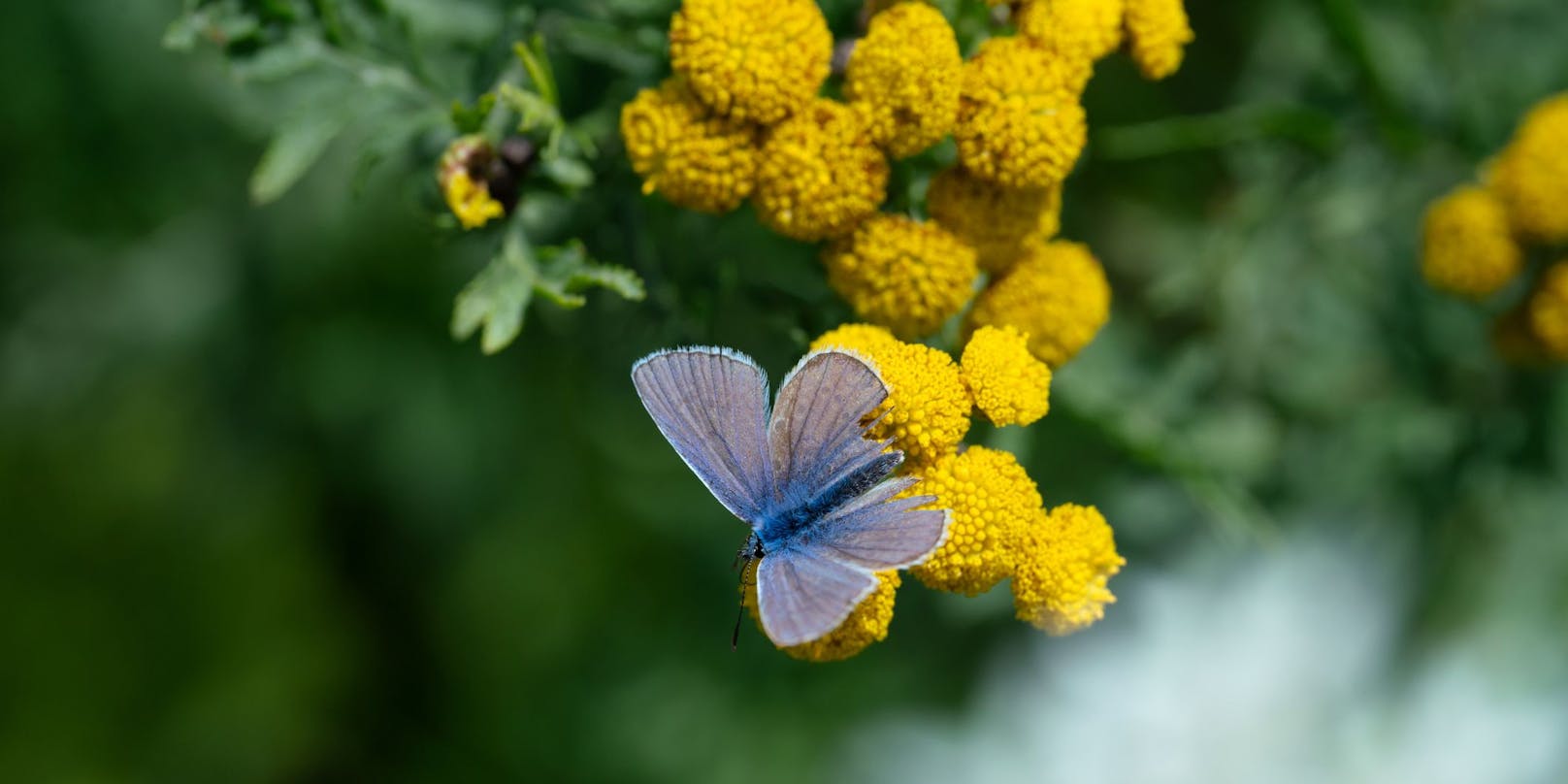 Schmetterlinge finden Rainfarn toll, doch Haustiere und Kinder sollten die gelbe Quastelblume lieber nicht kosten. 