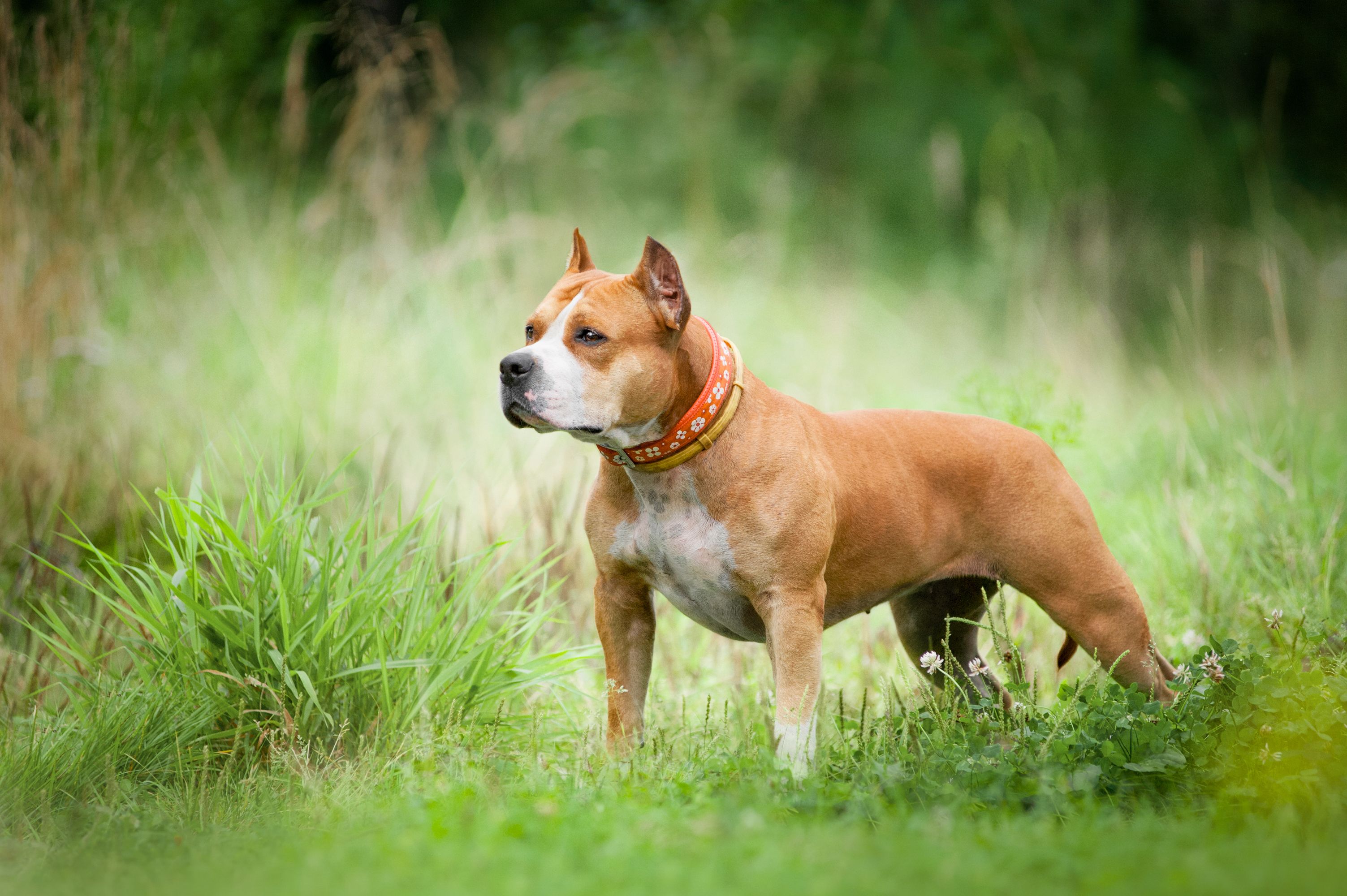 Ein American Staffordshire Terrier in einer Wiese. Symbobild