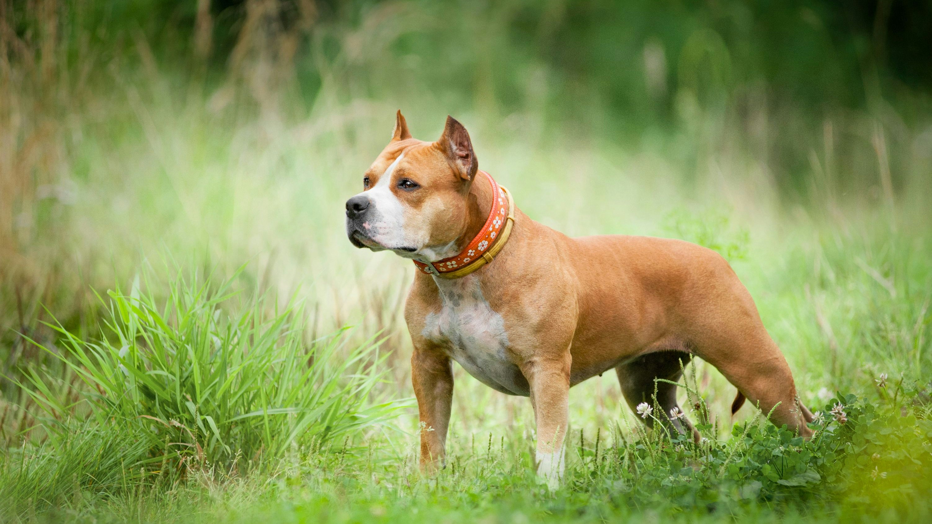 Ein American Staffordshire Terrier in einer Wiese. Symbobild
