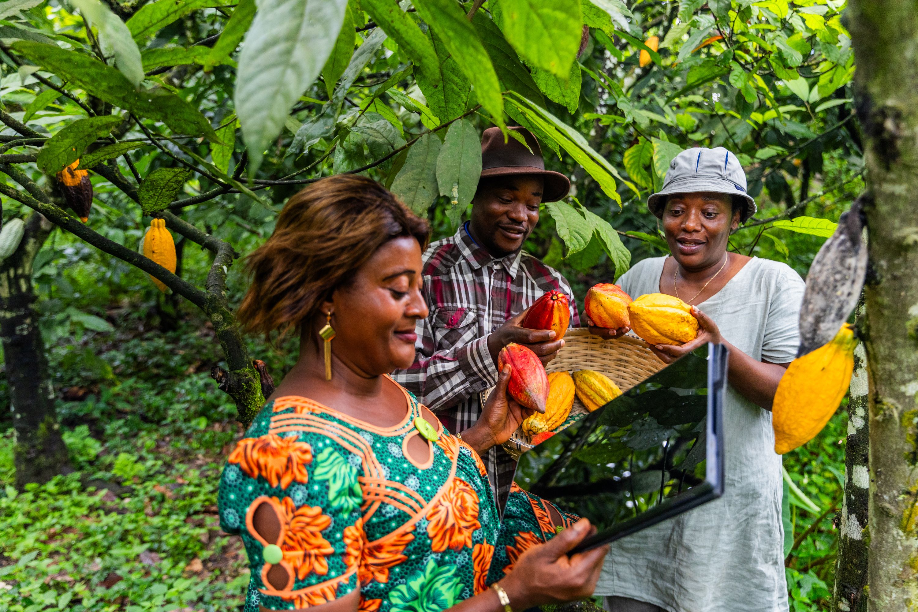 Kakaoschoten: Qualitätscheck auf einer afrikanischen Plantage