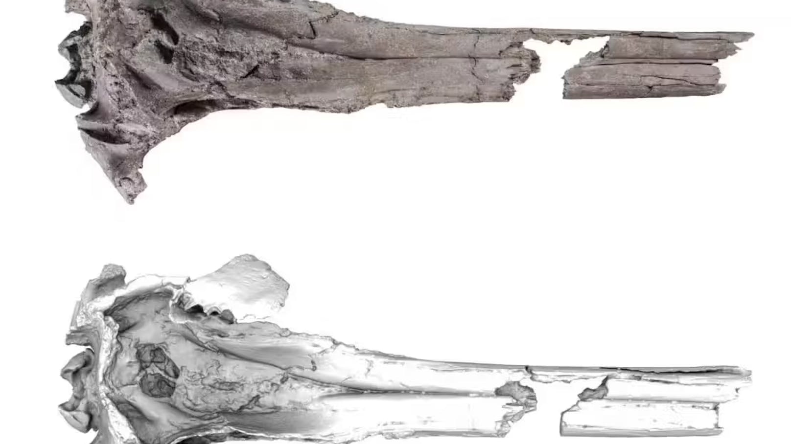 Basierend auf einem Schädel gehen Forschende davon aus, dass das Tier über dreieinhalb Meter lang wurde.