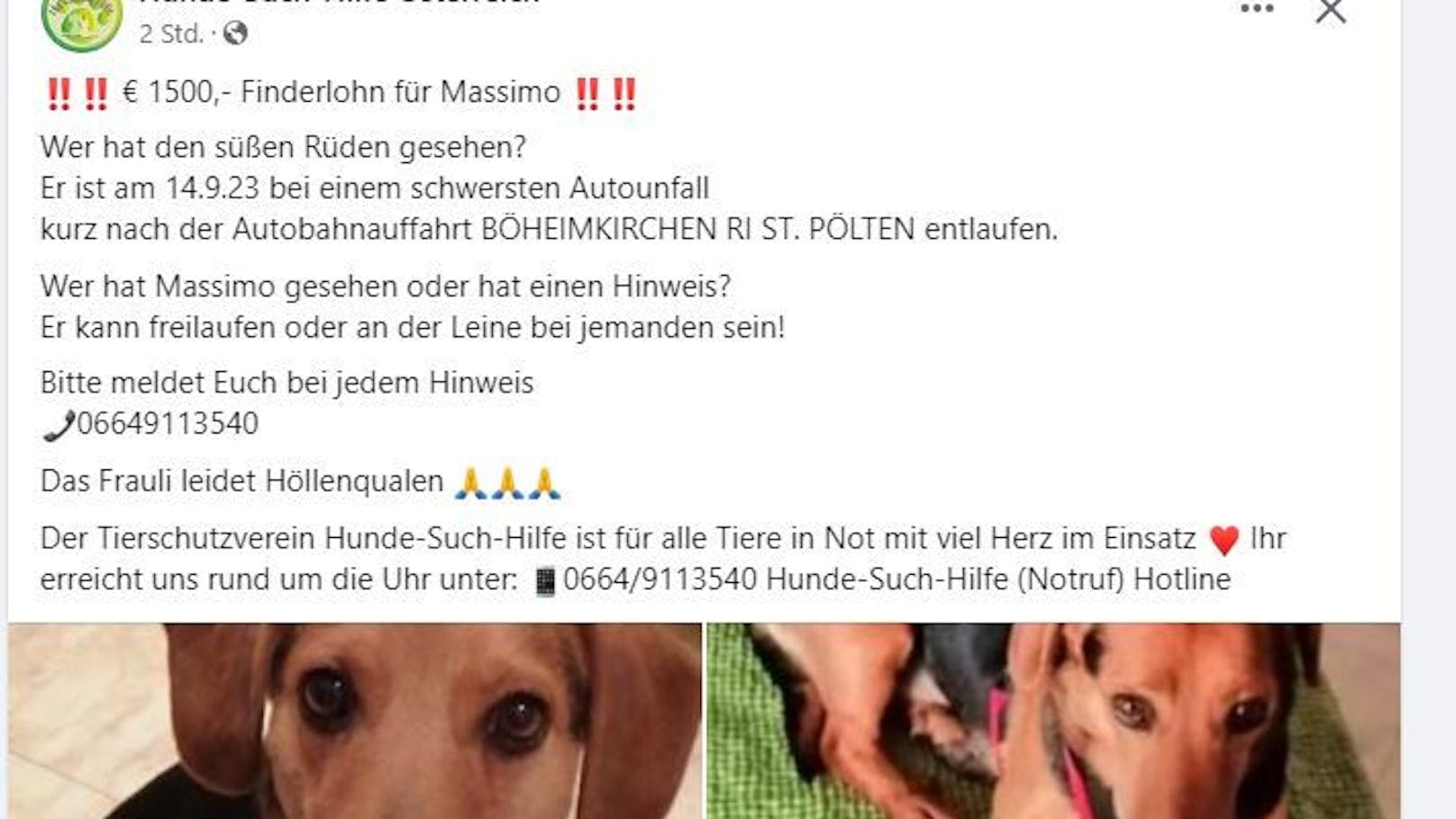 Der Verein "Hunde-Such-Hilfe-Österreich" hilft der Besitzerin bei der Suche.