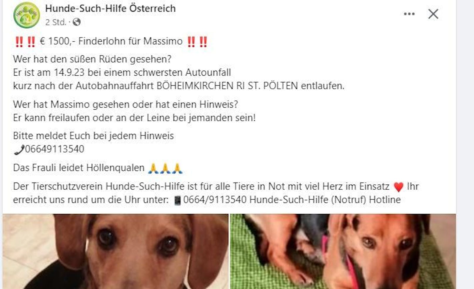 Der Verein "Hunde-Such-Hilfe-Österreich" hilft der Besitzerin bei der Suche.