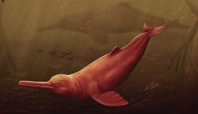 Vor mehr als 15 Millionen Jahren tummelte sich im Amazonas ein riesiger Delfin.