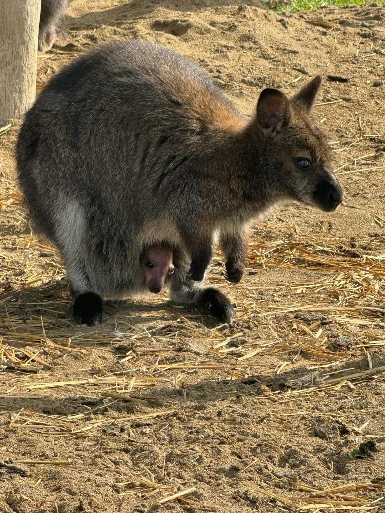 Vorsichtig lugt das Känguru-Baby aus dem Beutel.