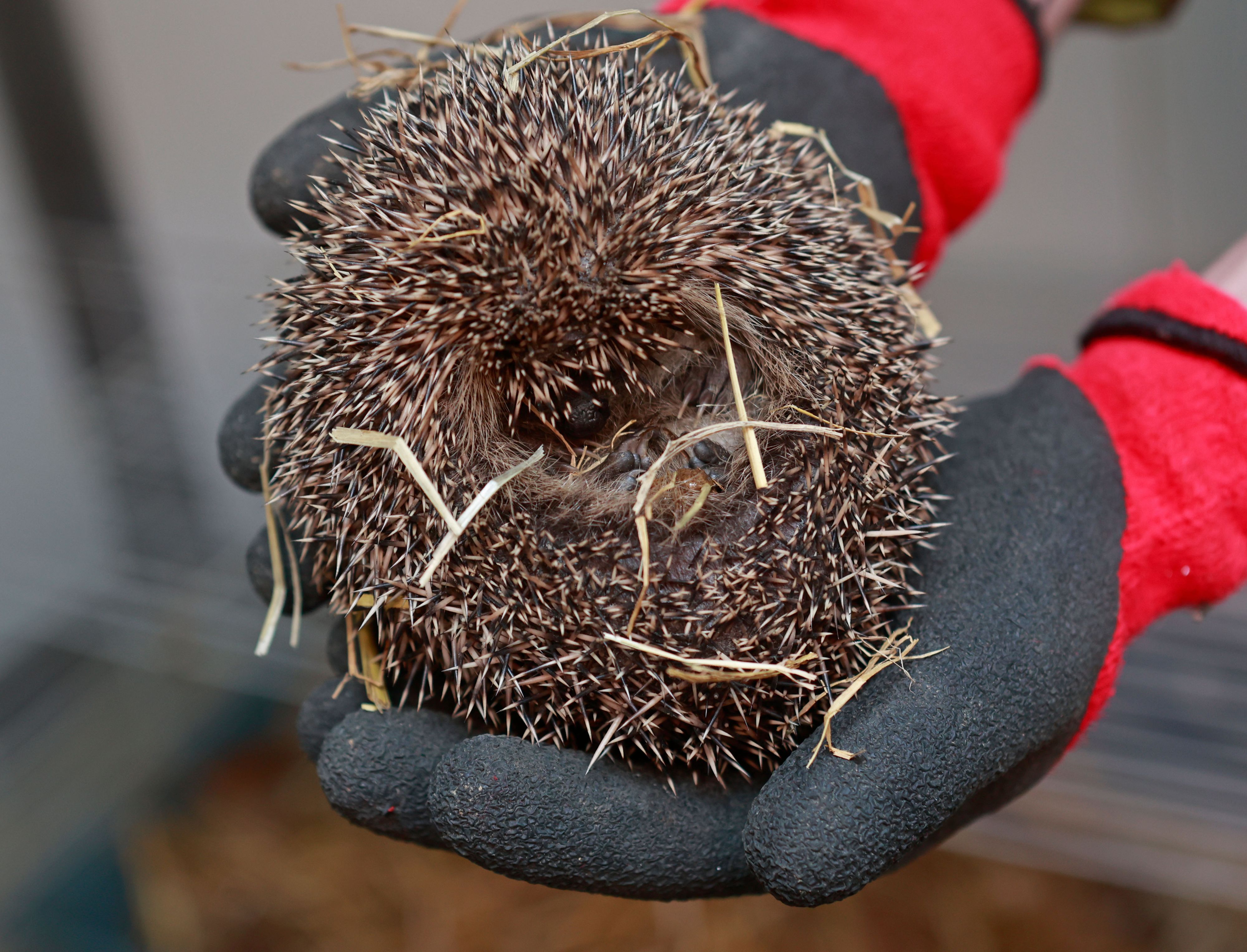 DAS ist ein eingerollter Igel! Eine Dame aus Großbritannien hat ihr Herz bestimmt am rechten Fleck, nur der Blick war trügerisch.