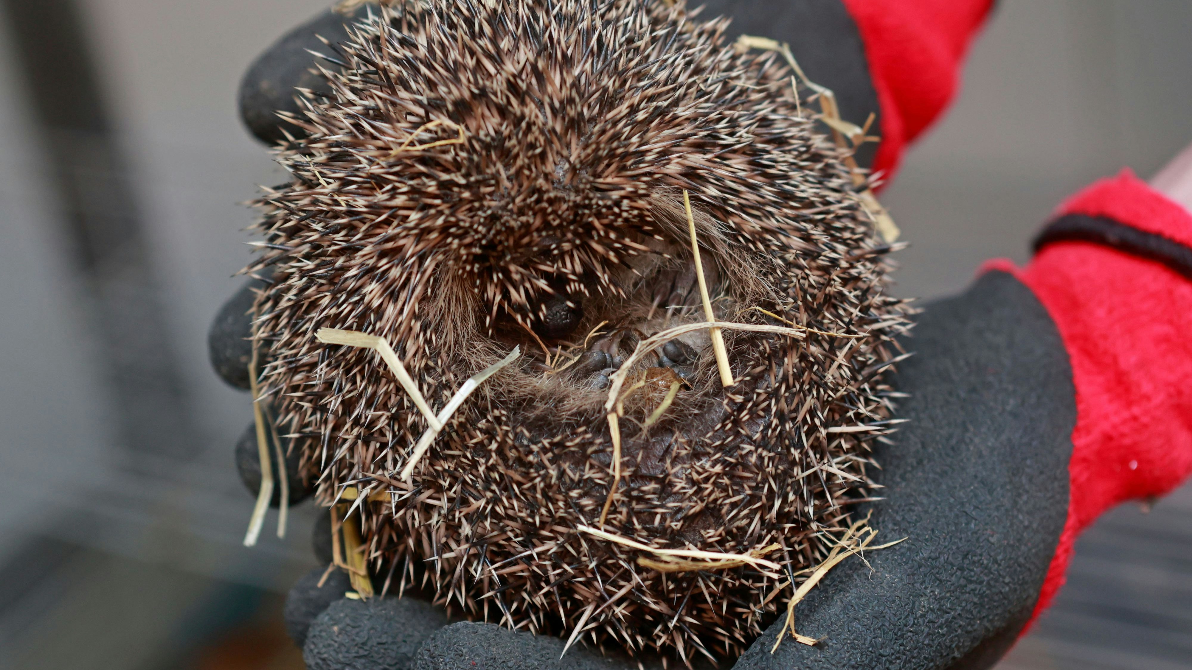 DAS ist ein eingerollter Igel! Eine Dame aus Großbritannien hat ihr Herz bestimmt am rechten Fleck, nur der Blick war trügerisch.