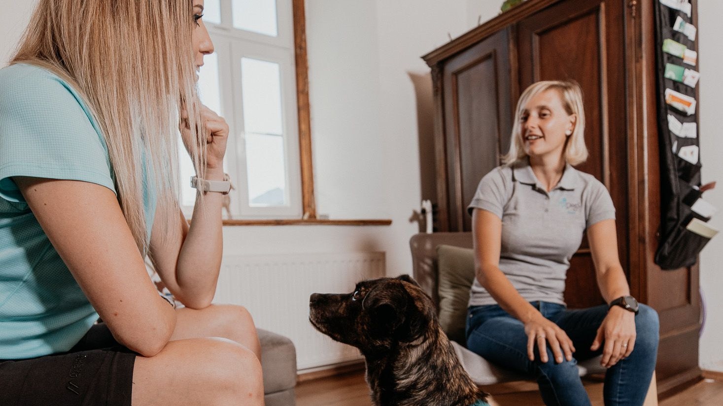 In der Praxis-Simulation lernt der Hund, worauf es ankommt.&nbsp;