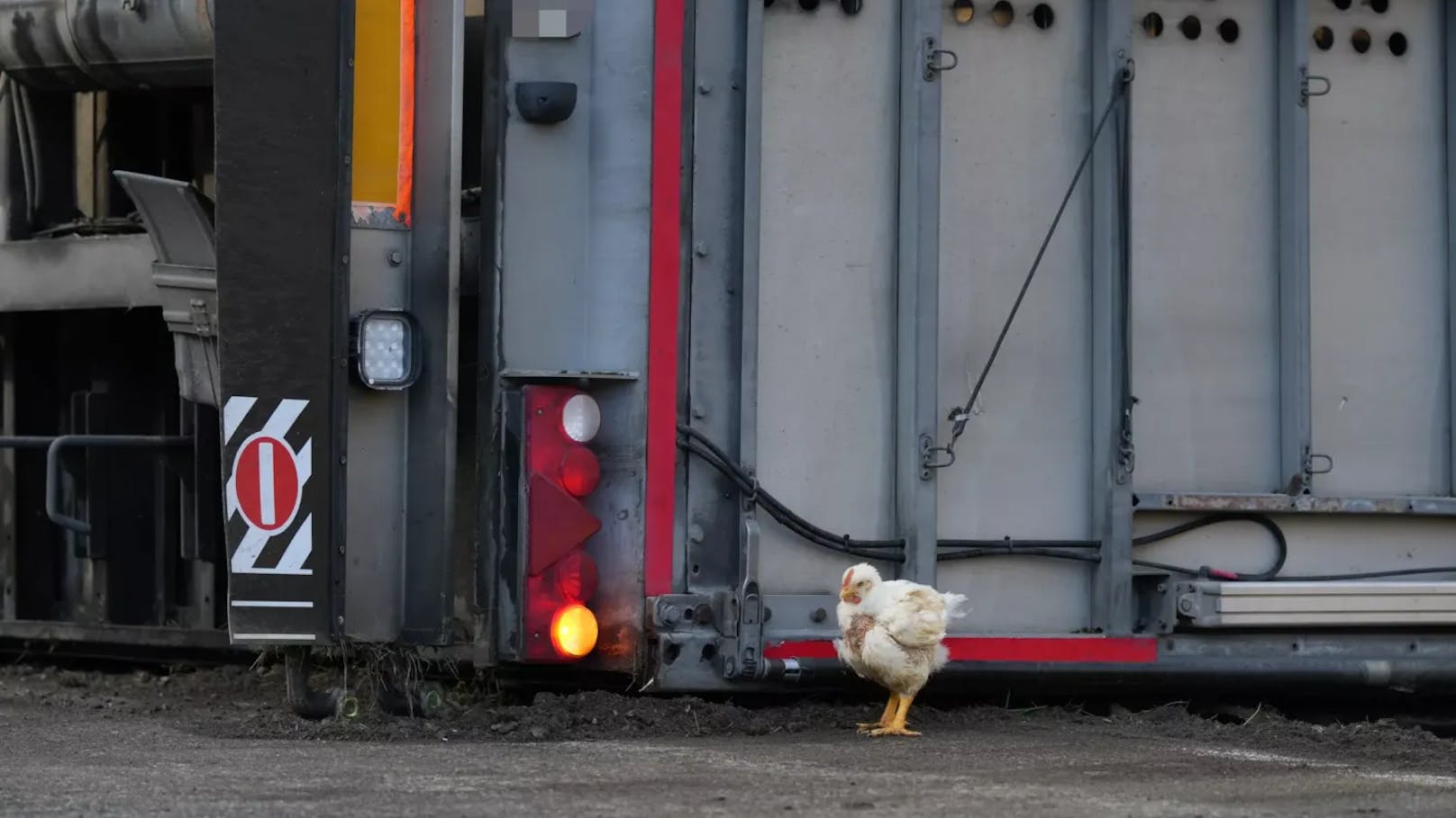 Ein aus dem Anhänger befreites Huhn auf der Straße