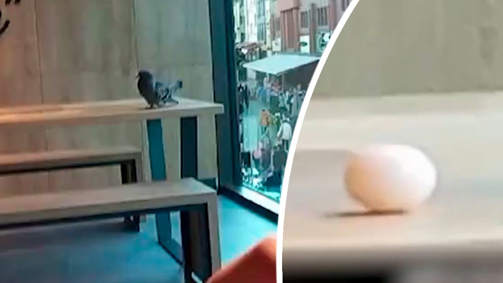 Taube legt Ei auf Tisch mitten in Fast-Food-Restaurant