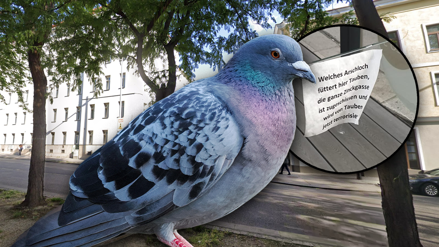 In Wien hagelt es jetzt Hassbotschaften für Leute, die Tauben füttern. Ein Anrainer in Rudolfsheim-Fünfhaus hat scheinbar die Nase voll.