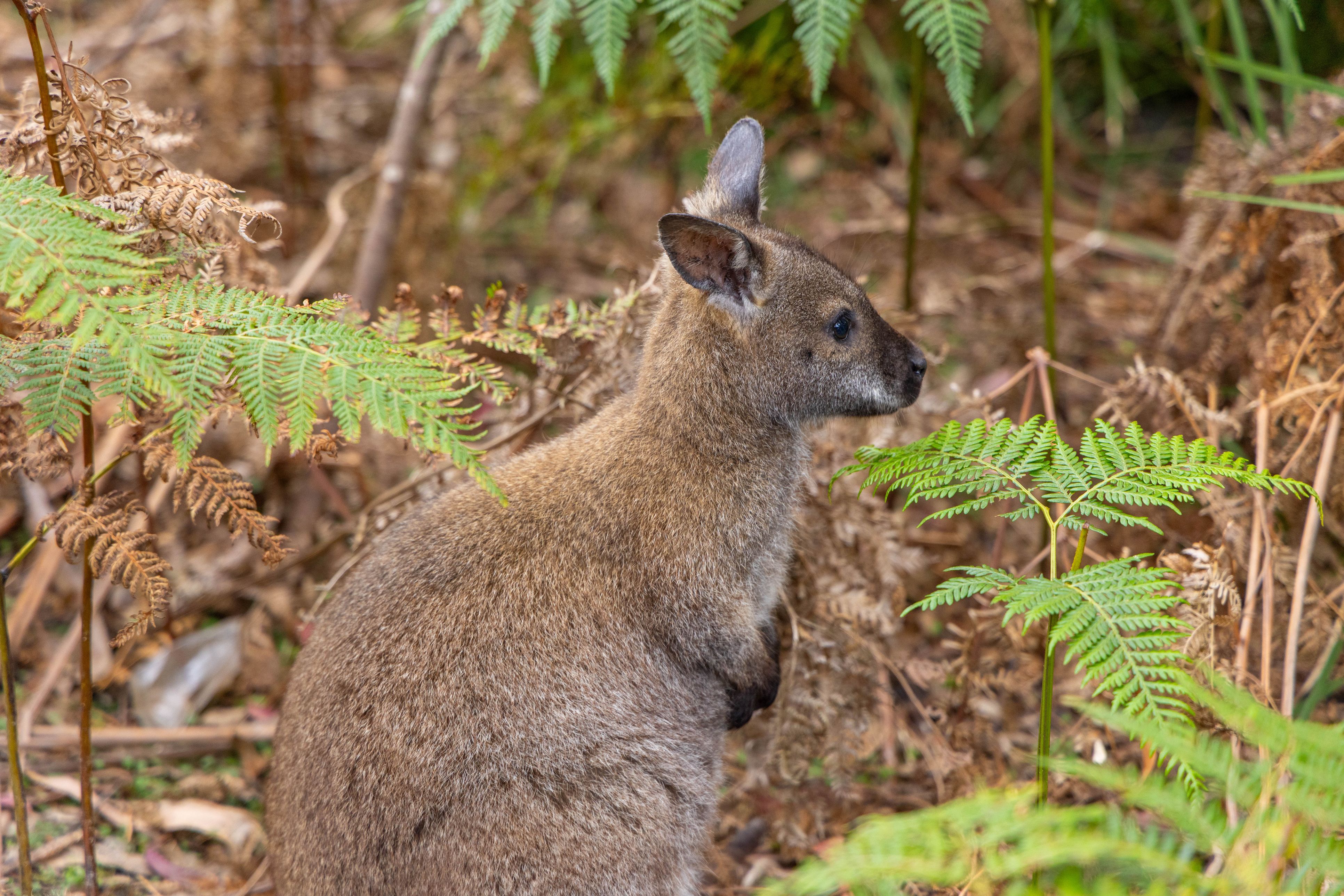 Das Känguru wurde in einem Wald in Fels am Wagram gesichtet.