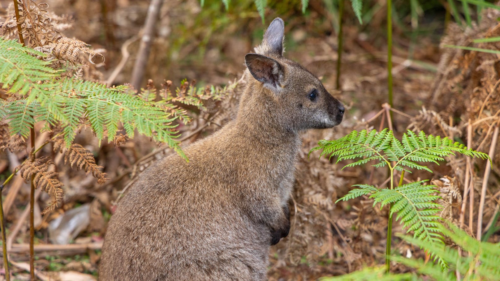 Austria oder doch Australia? Känguru im Wald gesichtet
