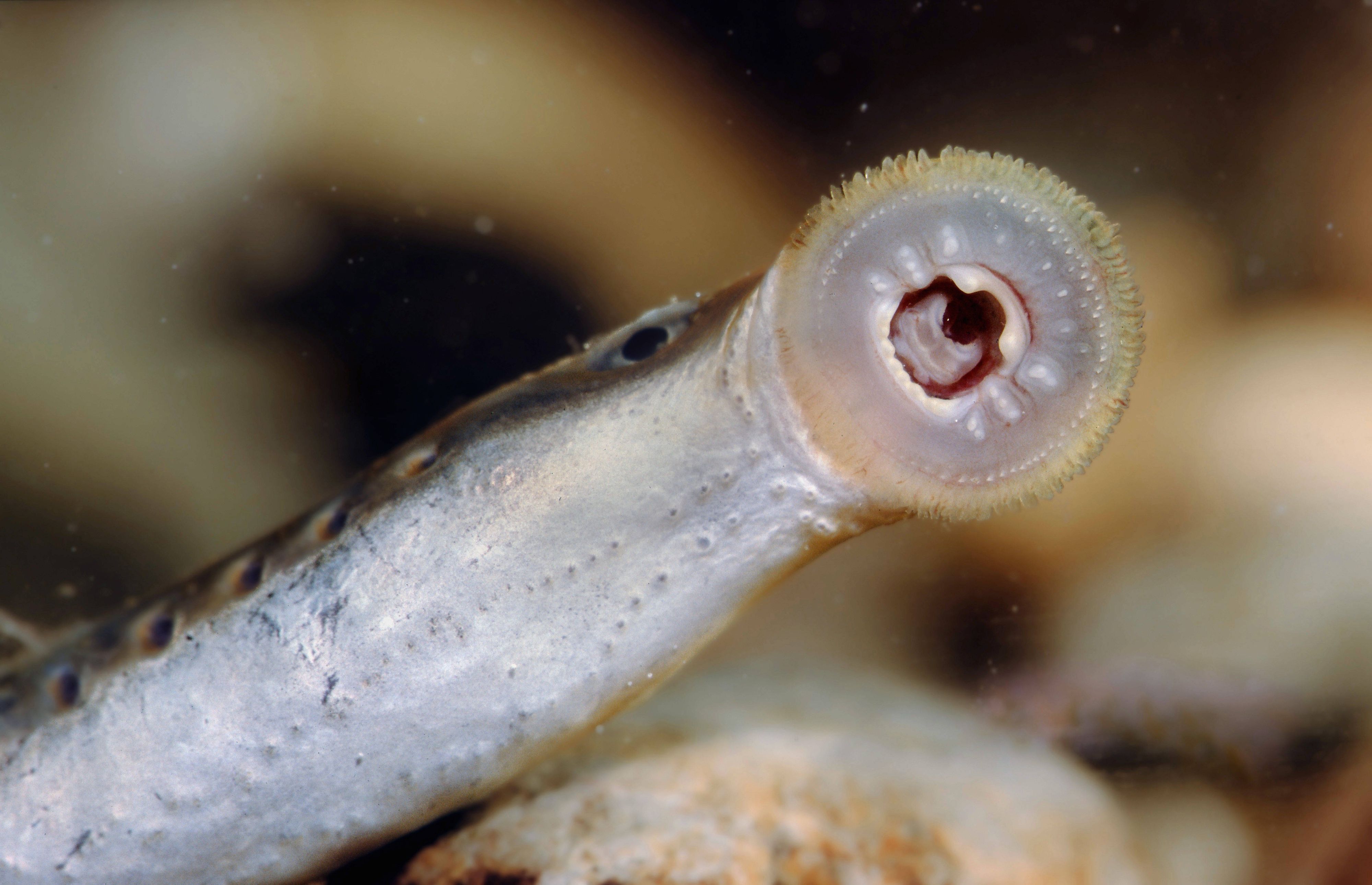 Solche Tiere entdeckten in England Spaziergänger am Strand. (Symbolbild)