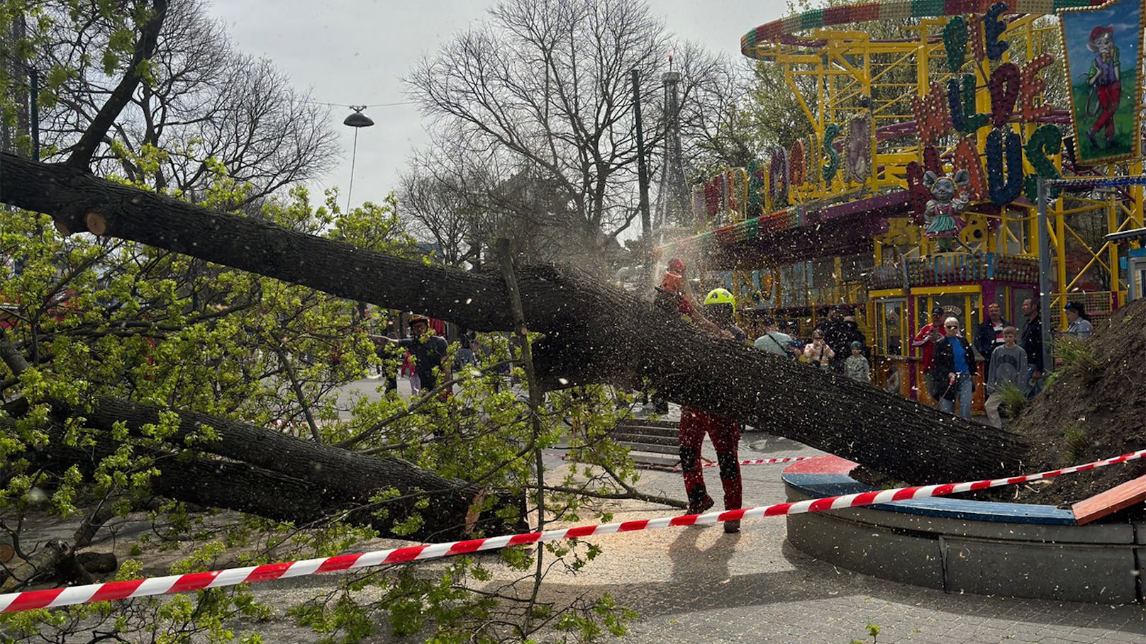 Am Ostersonntag ist ein Baum mitten im Wiener Prater umgefallen.