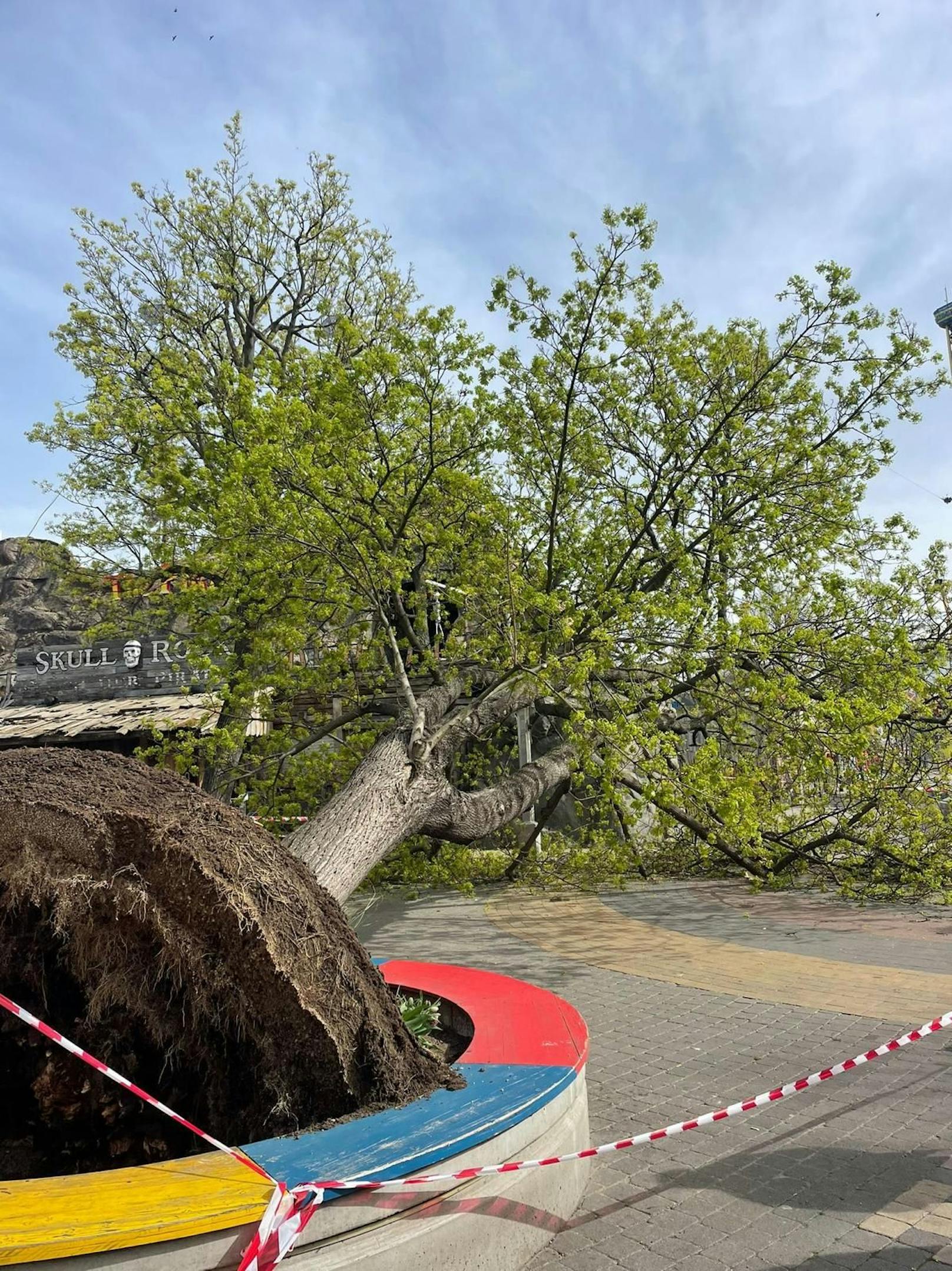Am Ostersonntag ist ein Baum mitten im Wiener Prater umgefallen. Die Feuerwehr rückte aus.