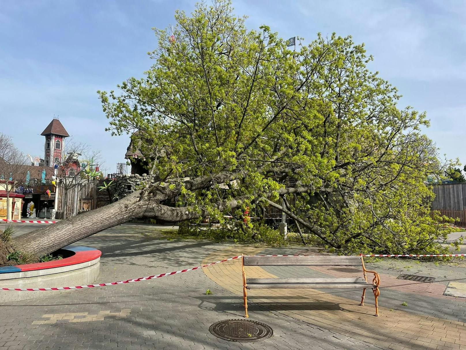 Im Wiener Prater kippte auf einmal ein Baum um. Mittlerweile wurde er umgeschnitten.