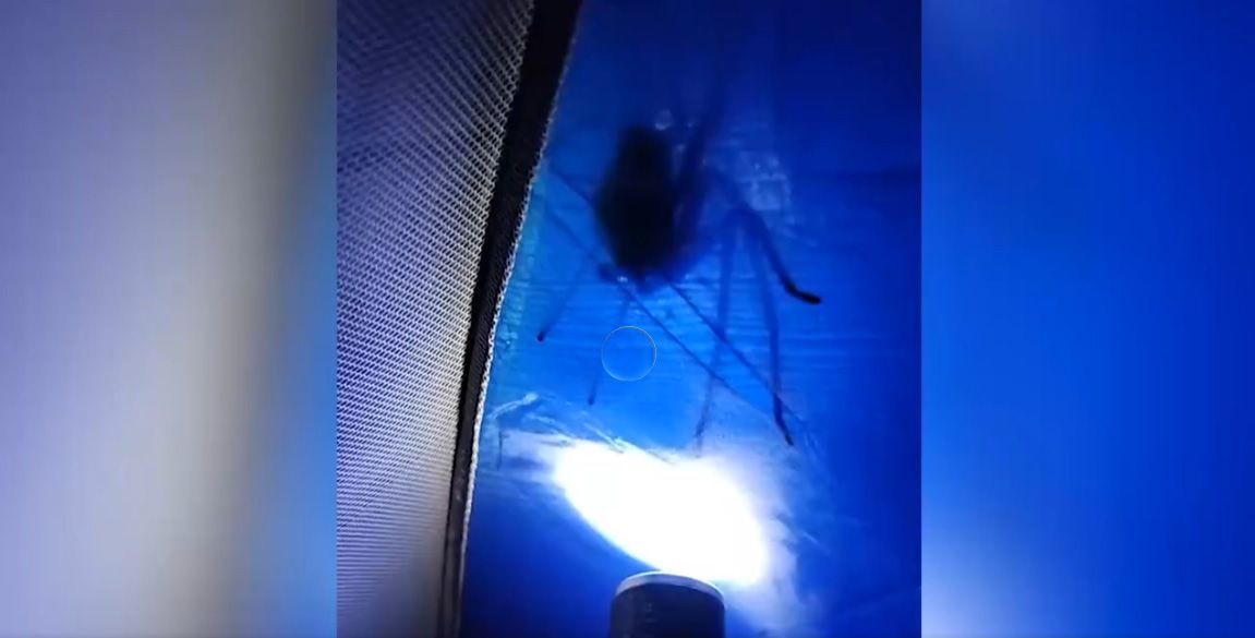 In Brasilien sorgte diese Riesenspinne für Aufsehen.