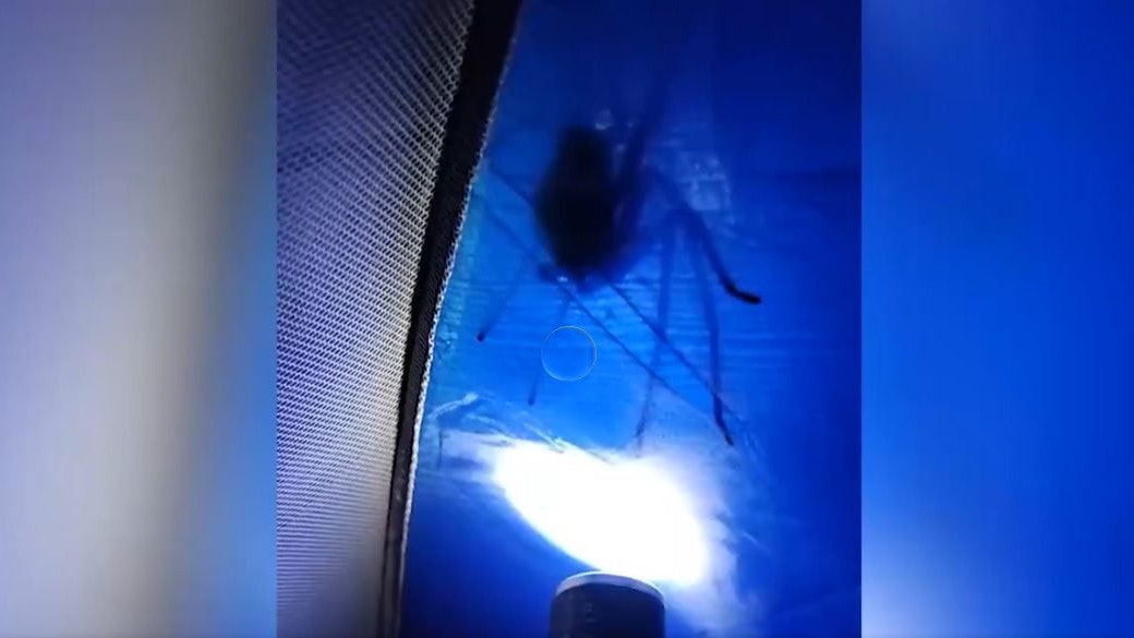 In Brasilien sorgte diese Riesenspinne für Aufsehen.