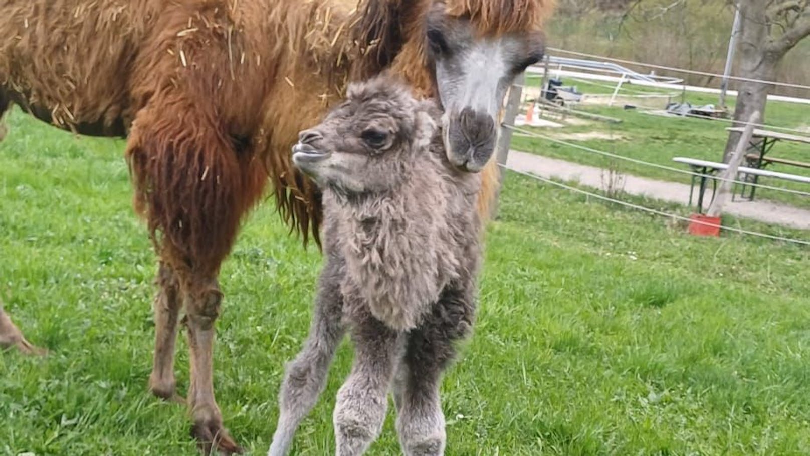Kamel „Chela“ brachte ihr erstes Baby zur Welt
