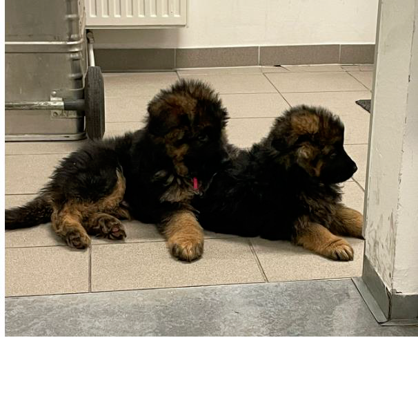 Am Ostersonntag wurden zwei süße Welpen auf eine Wiener Polizeistation gebracht.