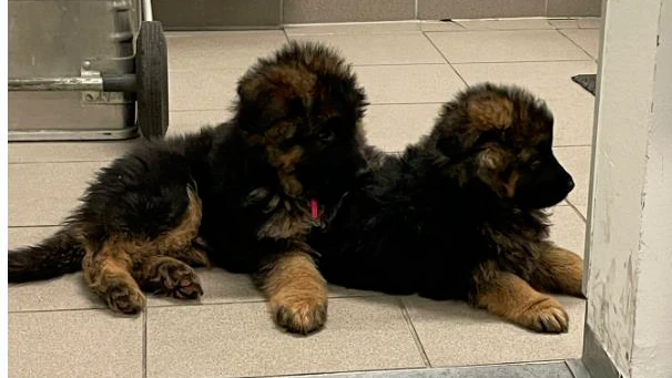 Frau spricht Mann mit Hunden an, ruft sofort die Polizei
