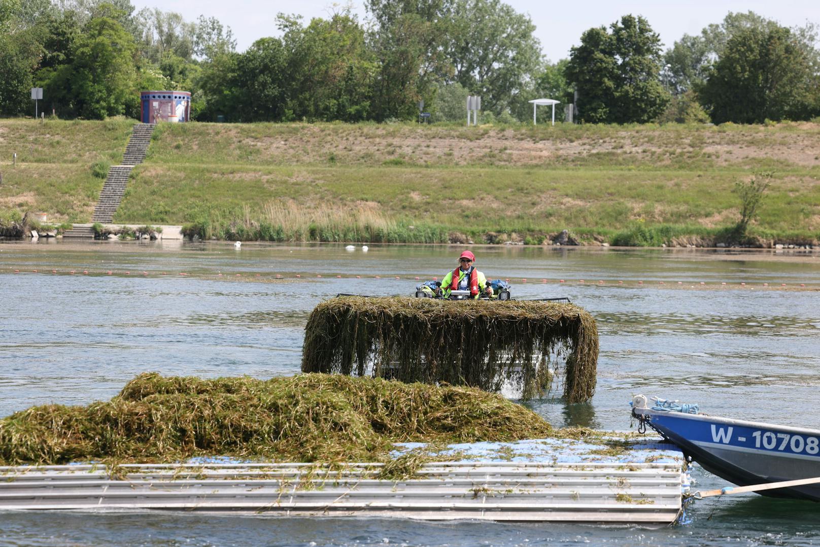 Auch heuer sind wieder bis zu 25 Boote im Mäheinsatz.