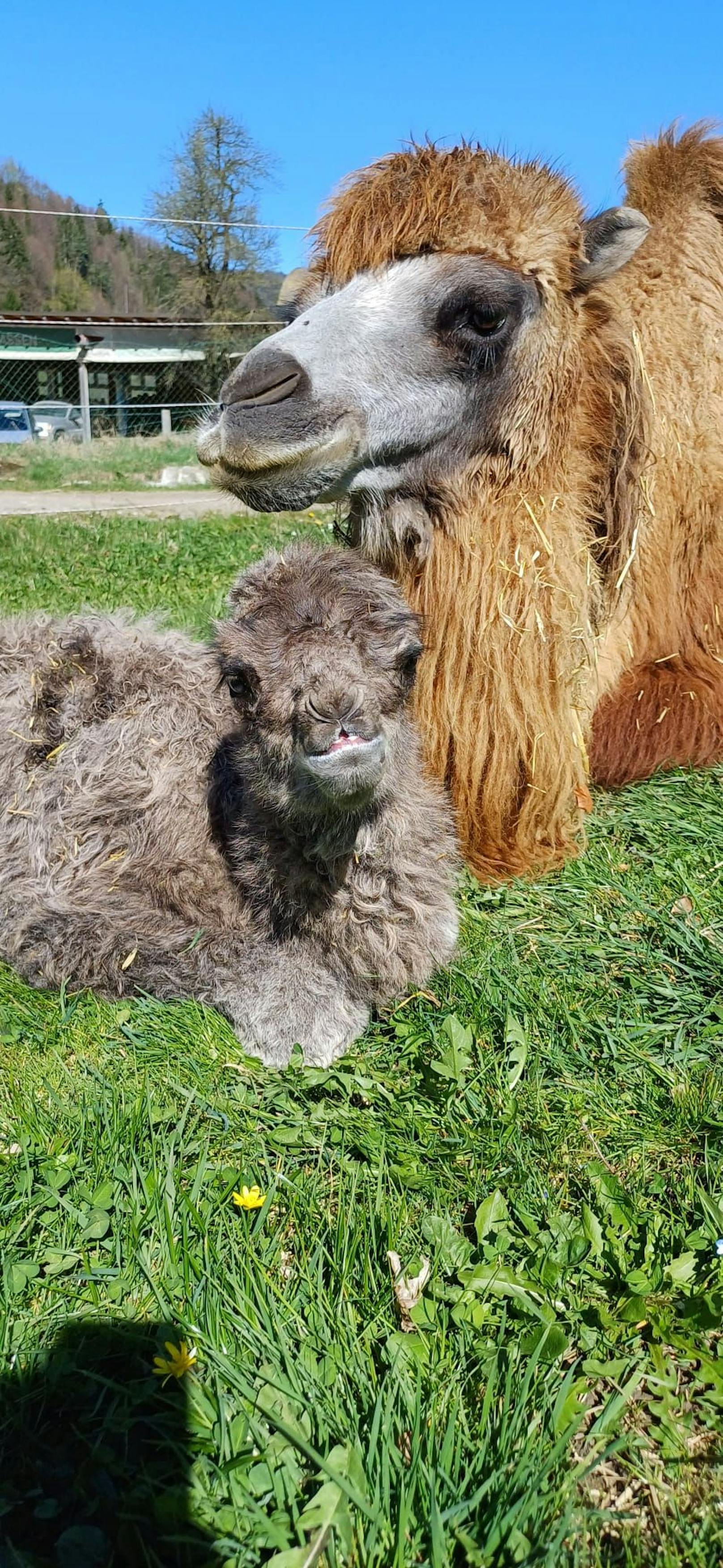 Kameldame "Chela" brachte ihren ersten Nachwuchs zur Welt.