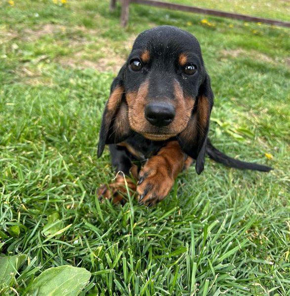Dackelbaby Poldi wurde einfach entsorgt. Der Vierbeiner hat Probleme mit den Hinterpfoten.