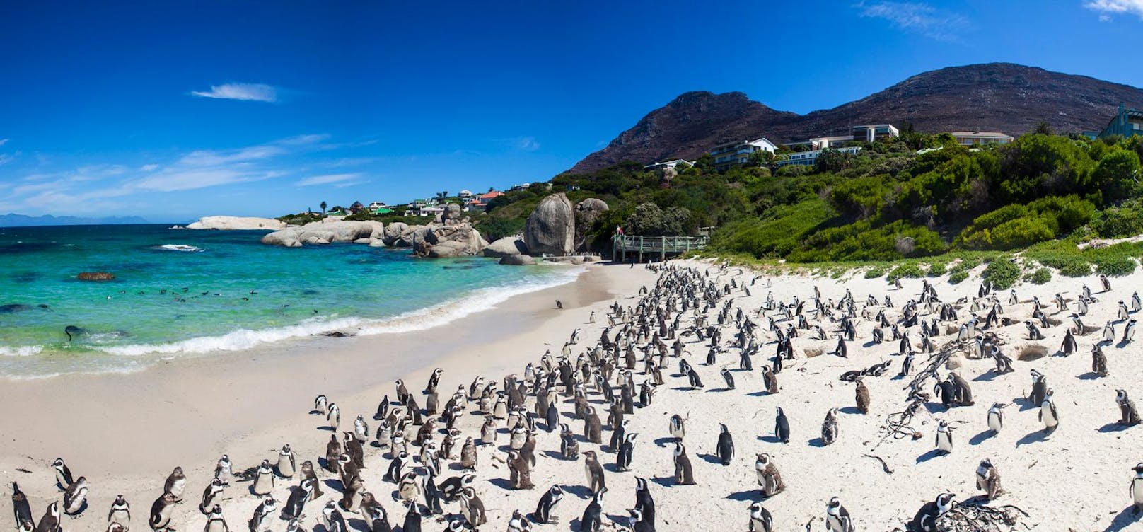<strong>Platz 2: Boulders Beach, Südafrika!</strong> Der Boulders Beach in Südafrika ist nicht nur ein malerischer Sandstrand, sondern auch eine quirlige Metropole für afrikanische Pinguine, die auch liebevoll Jackass Penguins genannt werden (und ja, sie machen ihrem Namen mit ihren unverwechselbaren Brüllgeräuschen alle Ehre). "An diesem einzigartigen Ort können Sie sich am Strand entspannen, während Sie den im Smoking gekleideten Einheimischen beim Herumwatscheln zuschauen, was beweist, dass es Strandkörper in allen Formen und Größen gibt", so der Beachatlas.