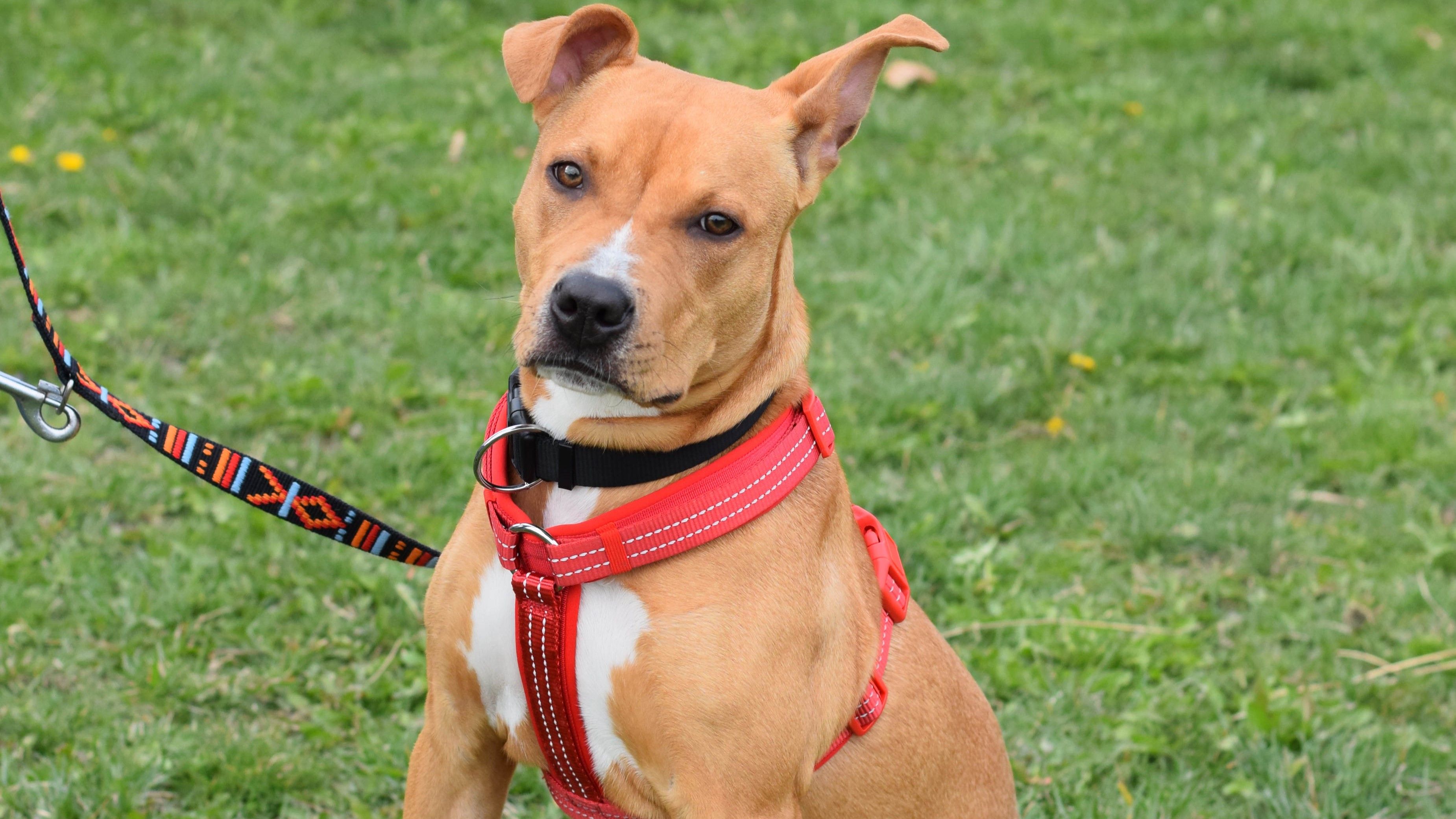 Faye ist gerade einmal 10 Monate alt.