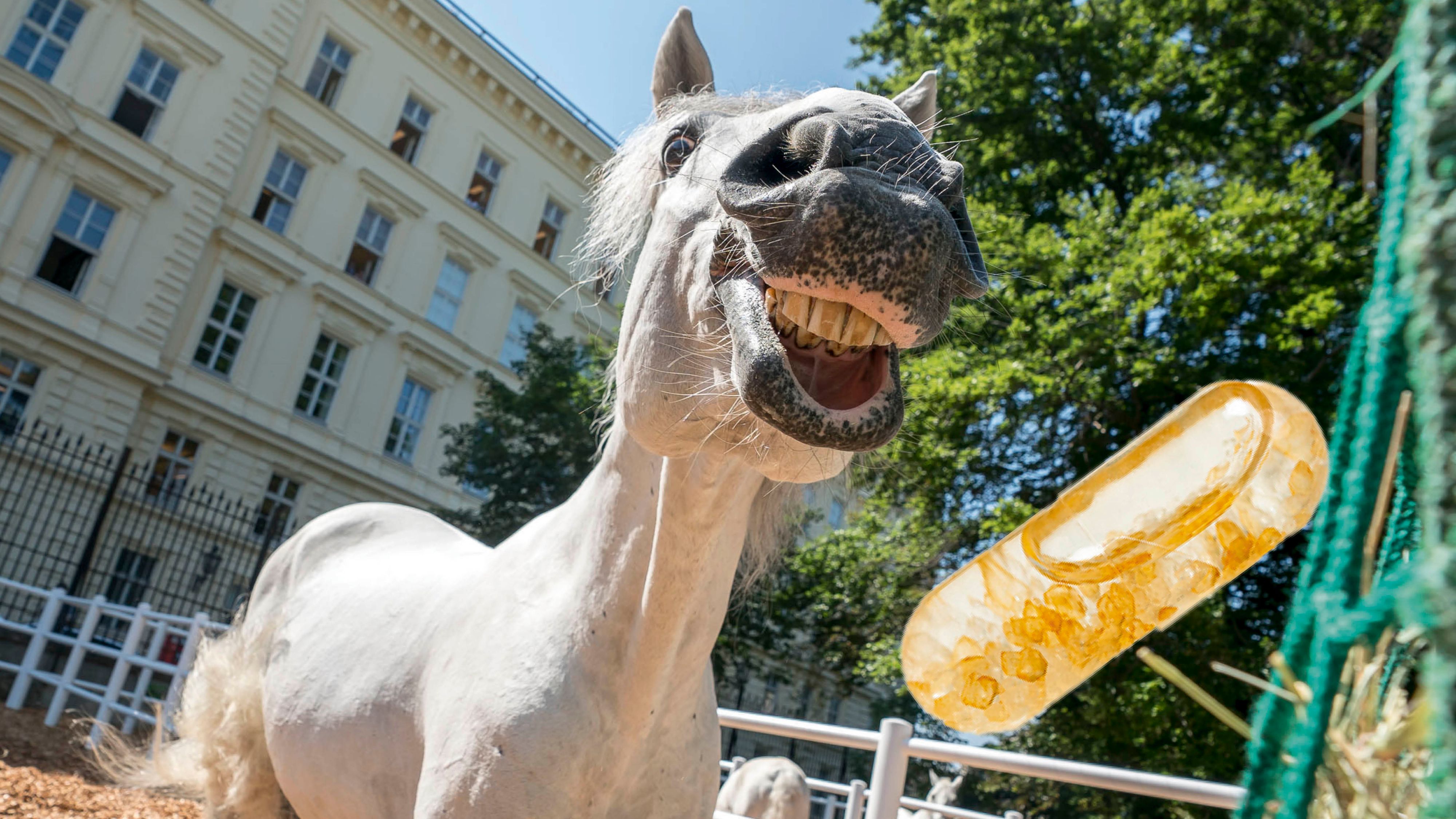 Pillen, die Lipizzaner-SChweiß und anderen Wien-Momente enthalten, sollen mehr Touristen nach Wien locken. 