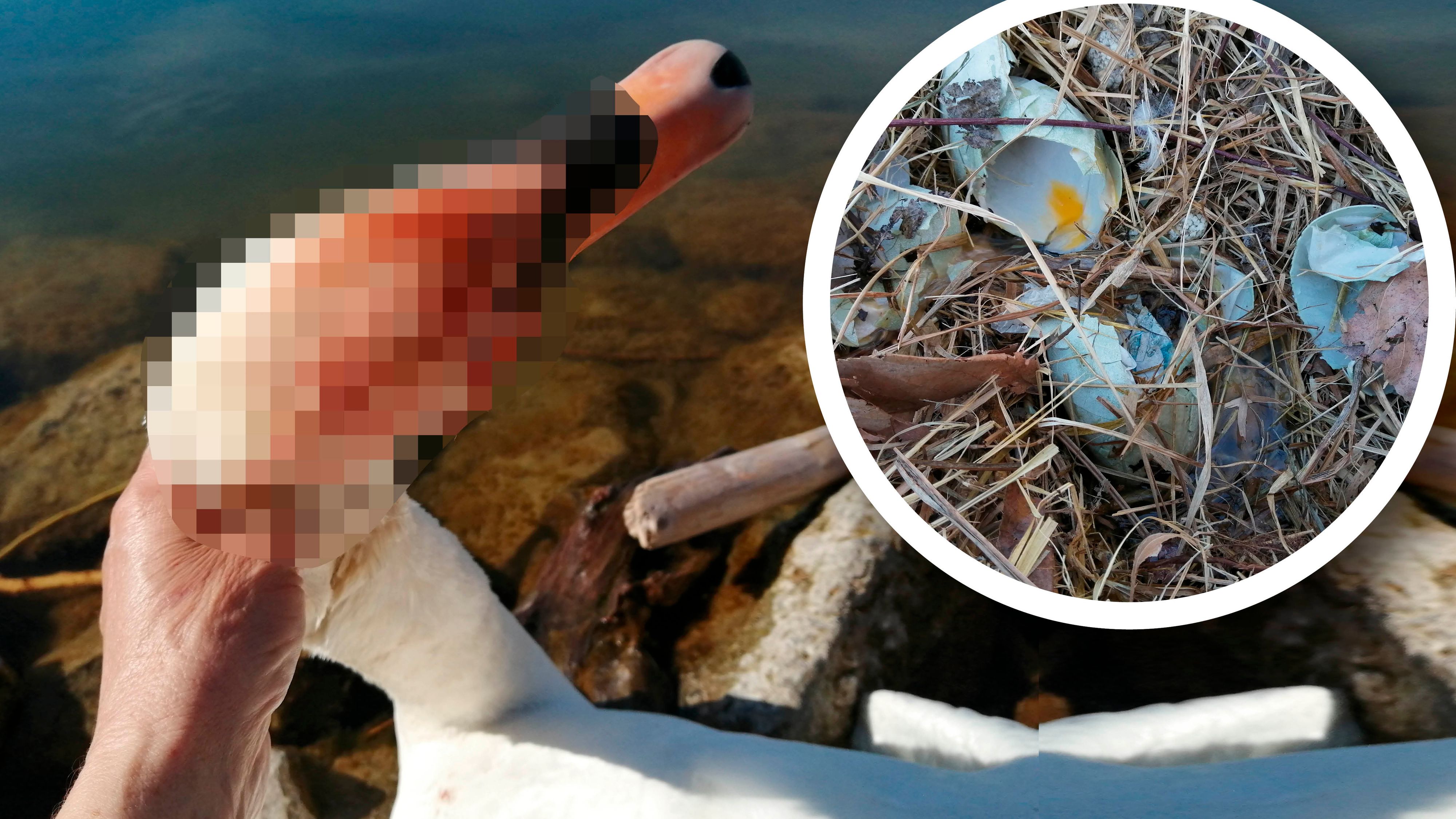 In der Donaustadt wurde erneut ein toter Schwan gefunden. Das Tier könnte erschlagen worden sein.