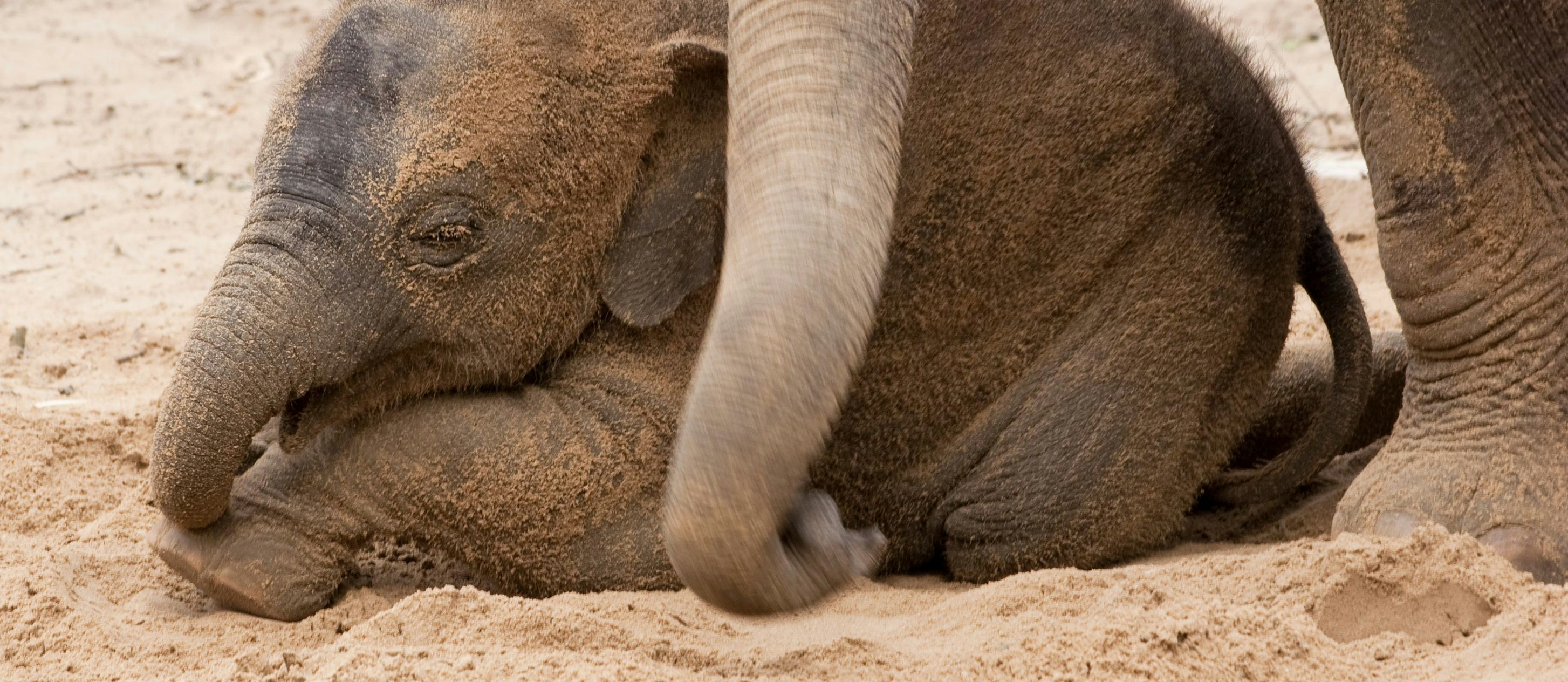 Babyelefant in Afrika zwischen den Beinen der Mutter