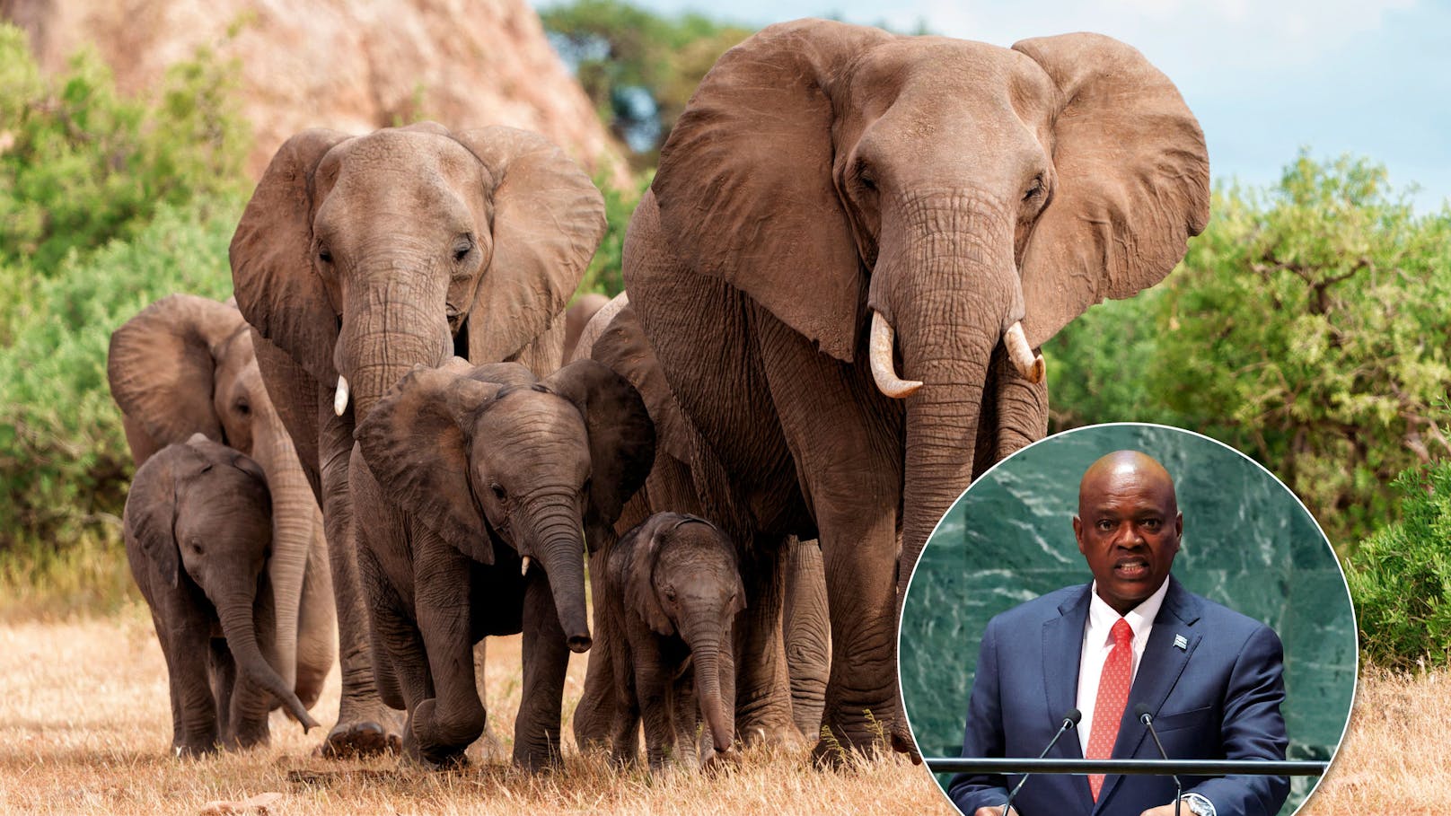 Botswana will Deutschland 20.000 Elefanten schicken
