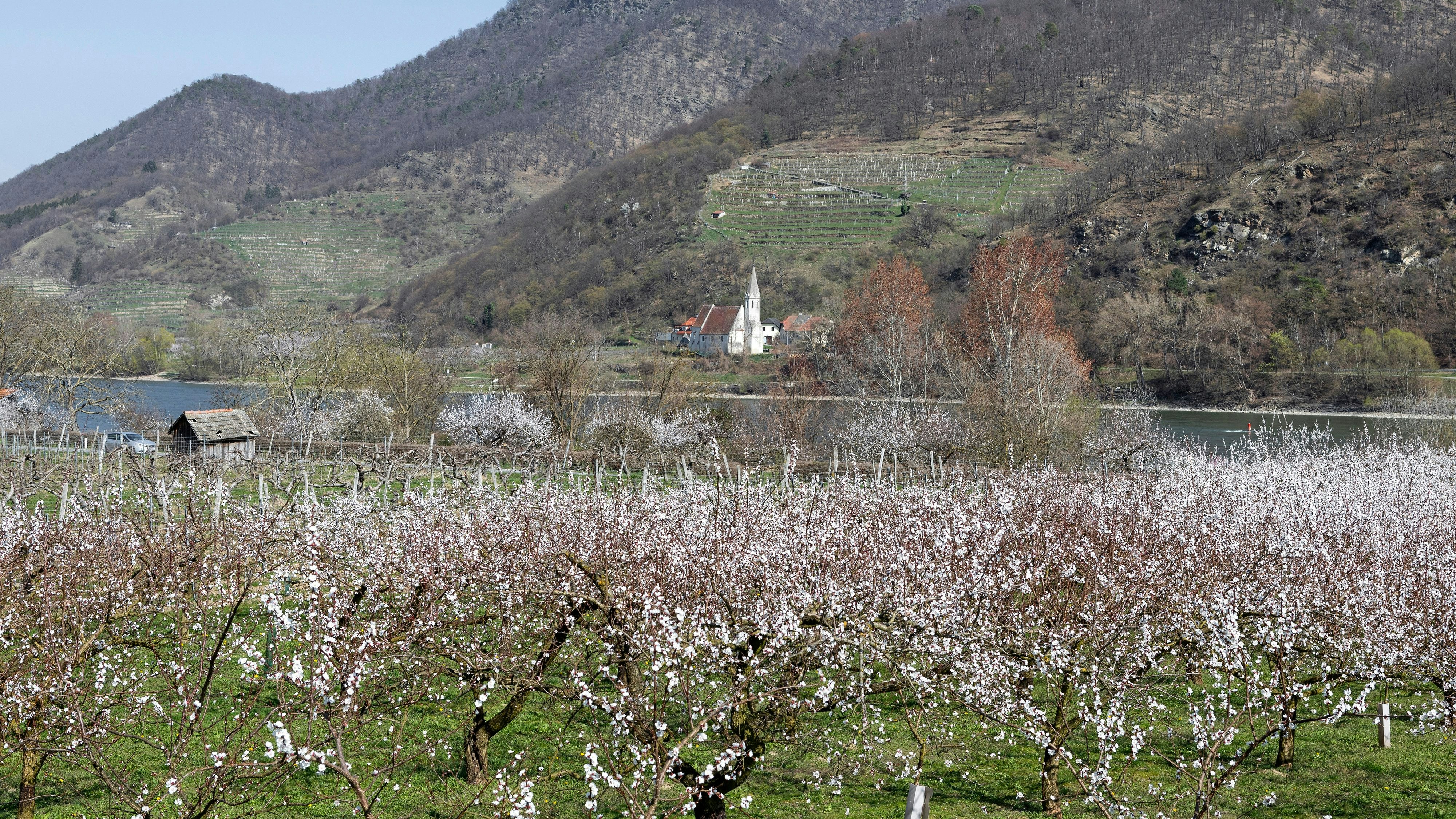 Jedes Jahr pilgern tausende Menschen in die Wachau, um die Marillenblüte zu sehen.