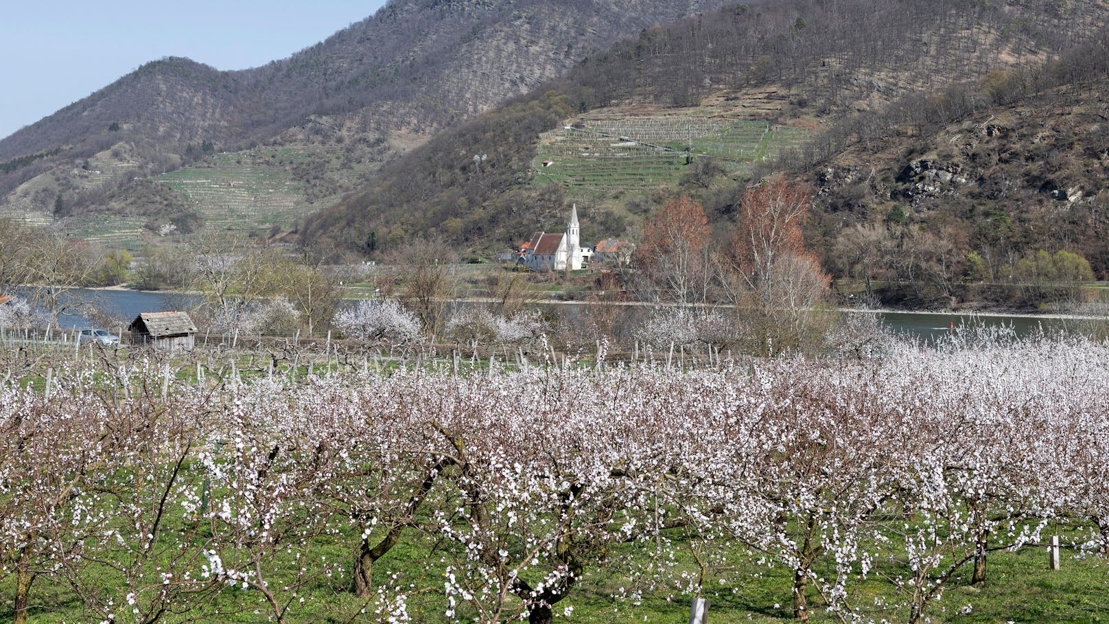 Jedes Jahr pilgern tausende Menschen in die Wachau, um die Marillenblüte zu sehen.