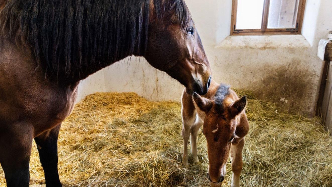 Heute.at - Fohlen von Schlacht-Stute ist da