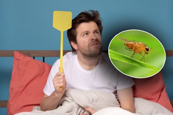 Echte Wiener: Taufliegen der Art Drosophila melanogaster werden nun erforscht.