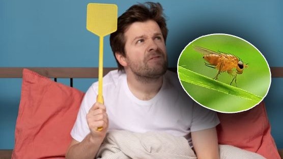 Echte Wiener: Taufliegen der Art Drosophila melanogaster werden nun erforscht.