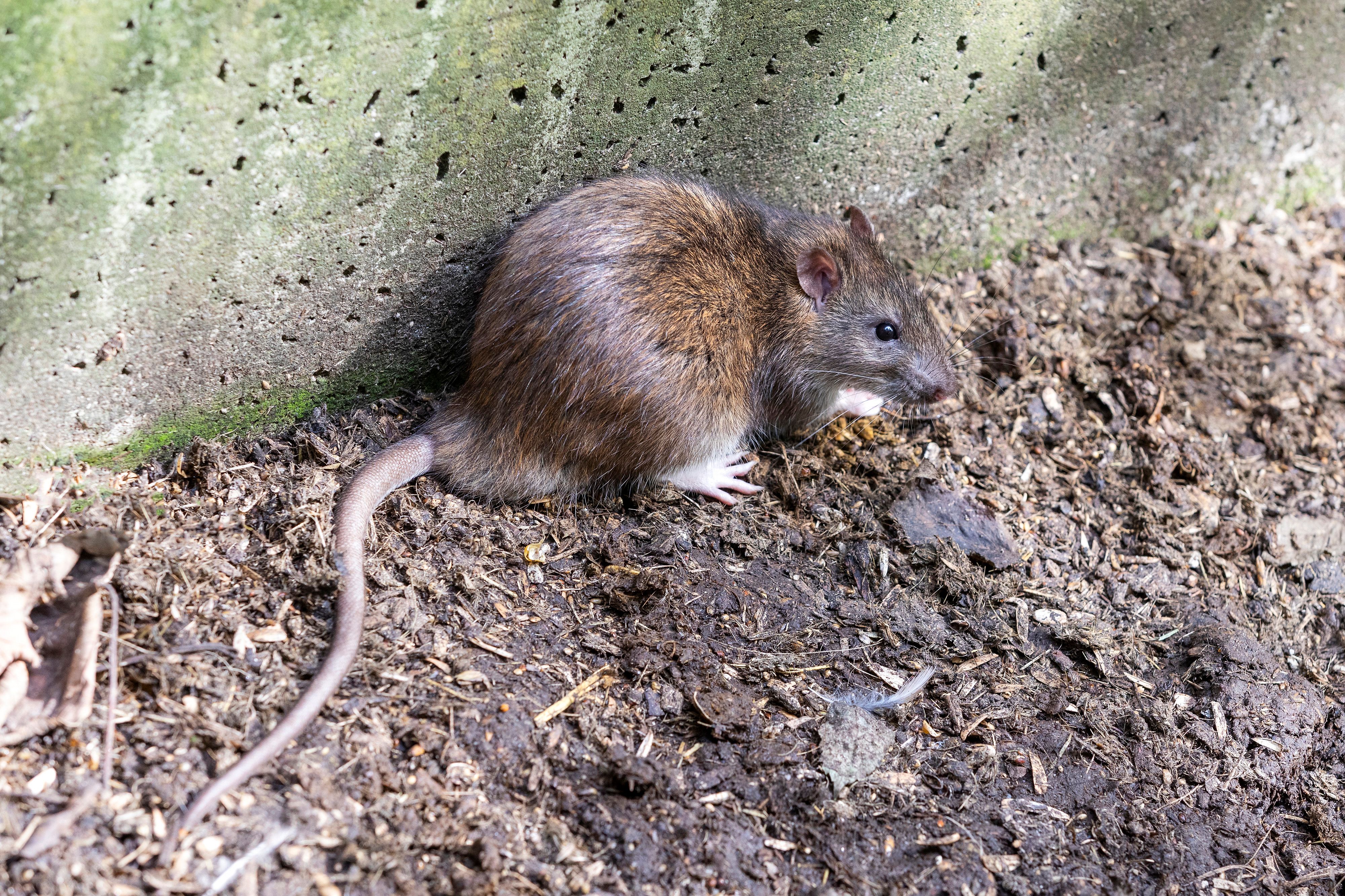 Die Ratte hat eigentlich nur ein schlechtes Image und ist sehr faszinierend.&nbsp;