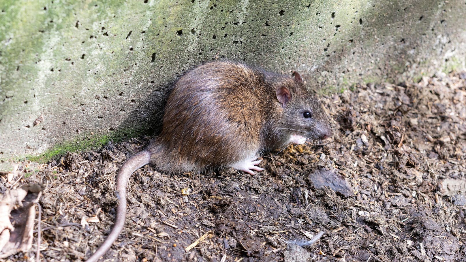 Tag der Ratte – Vergiften ist völlig falscher Ansatz