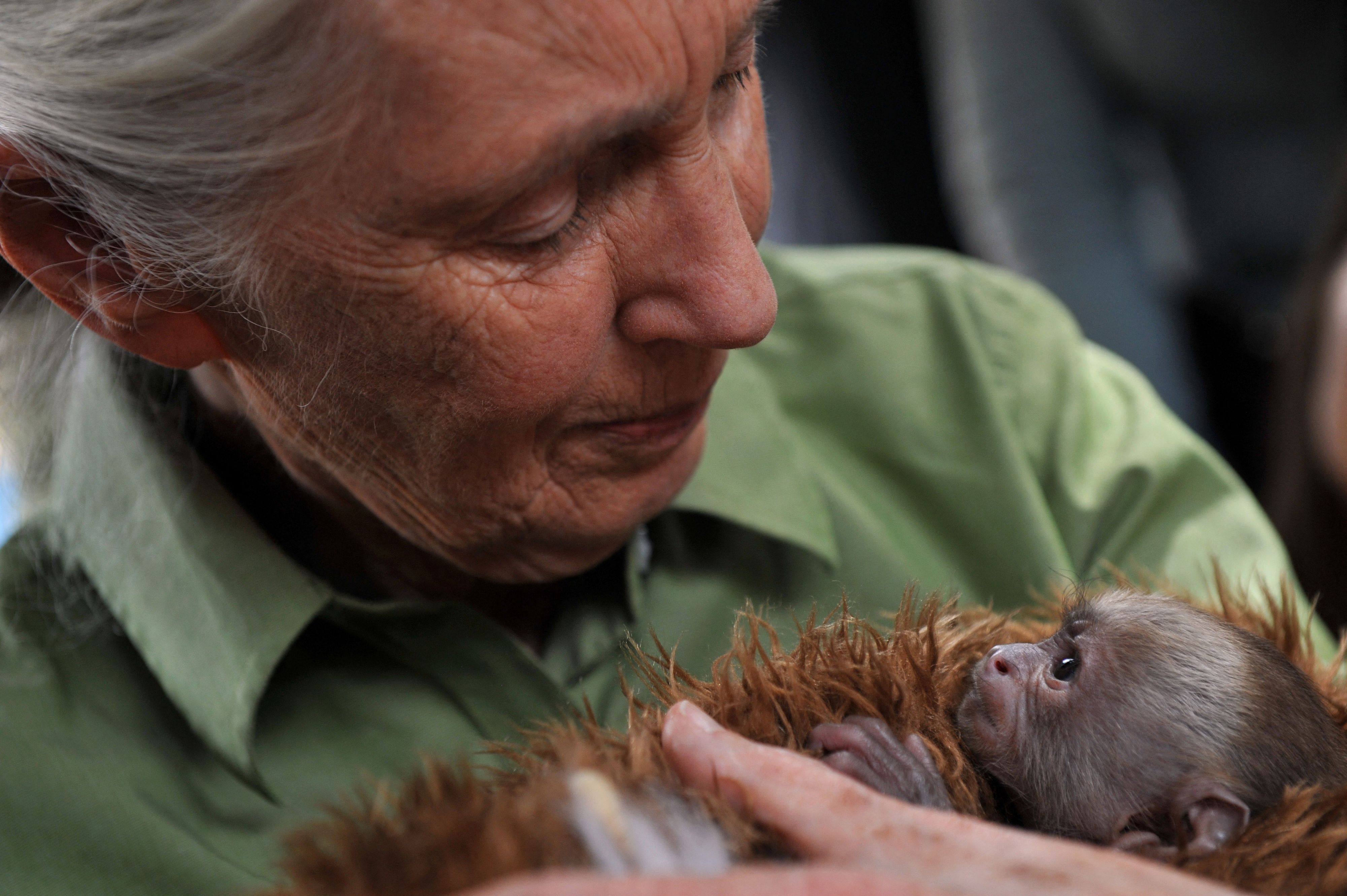 Jane Goodall begann in den 60er Jahren bereits mit ihren revolutionären Forschungen an Primaten.&nbsp;